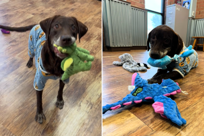 Watch Senior Shelter Dog's Heartbreaking Reaction to Box of Her Own Toys