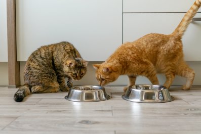 Kitten's Way of Telling Owner Sibling Is Stealing His Food Breaks Hearts