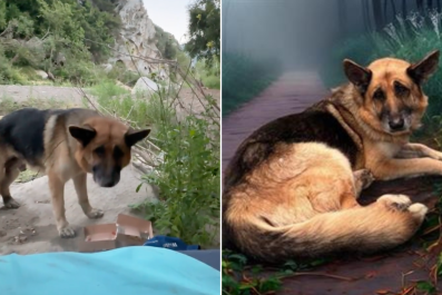 Heartbreaking News for German Shepherd Dumped With Zip Ties Around Mouth