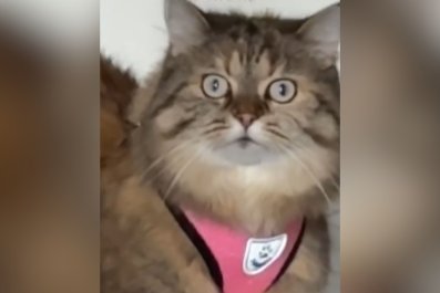 'Diva' Cat's Horrified Reaction to Owner's New Kitten Caught on Camera