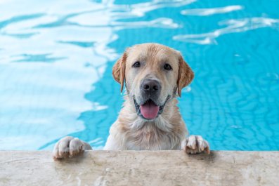 Labrador Deciding to Divebomb Swimmers at Pool Has Internet in Hysterics