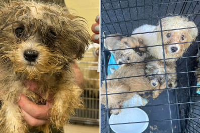 Shock as 20 Dogs Crammed in 5 Cages Rescued by Shelter: 'Horrid Condition'