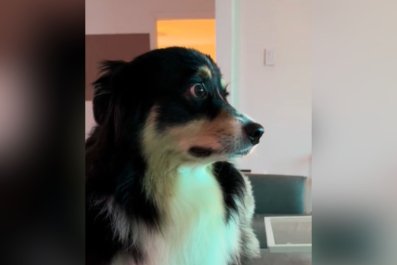 Woman Proves Her Dog Has Multiple Facial Expressions in Hysterical Clip