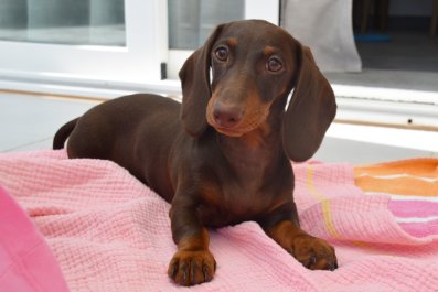 Dachshund Has Best Reaction to Giant Cutout of Himself: 'Oh Hell No'