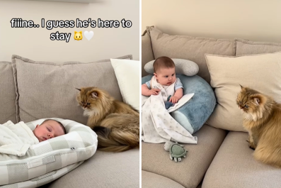 Watch Journey of Cat Slowly Accepting Baby Sibling He 'Never Asked For'