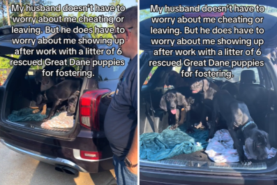 Woman Surprises Husband With Not One, but 6 Great Dane Puppies