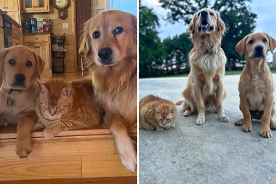 Hearts Melt After Dogs Decide to Include Cat Sibling in 'Their Pack'