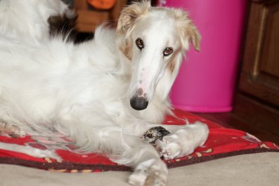 Dog Too 'Tall' for Water Bowl Resorts to Drinking out of Something Else