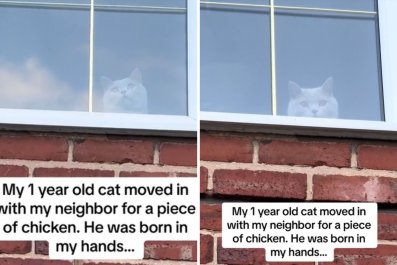 Owner Feels 'The Betrayal' After Cat Ditches Her for Neighbor's Chicken