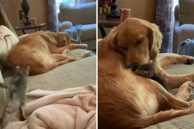 Tiny Kitten Abandons Owner to Snuggle Up Next to Golden Retriever