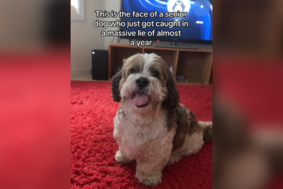 Laughter As Senior Dog's 'Massive Lie' Finally Exposed One Year Later