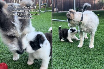 Dog Steps In to Look After Tiny 'Motherless' 1lb Foster Puppy