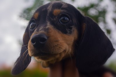 Dachshund's Method for Extracting Treats From Owner Has Internet in Stitches