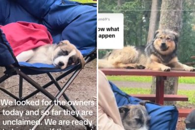 Family Camping Wake Up To Find Two Extra Dogs, Decide To Take Them Home