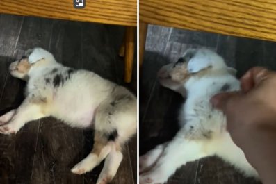 Woman Brings Puppy Home, Quickly Realizes Something's Not Right