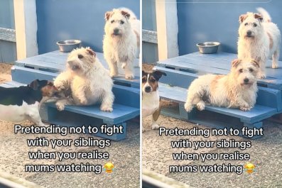 Hysterics at Dogs 'Pretending Not to Fight' When Mom Catches Them in Act