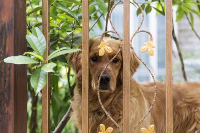 Owner Can't Understand How Dogs Are Getting Through Gate-so Sets Camera Up