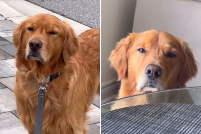 Woman Wanted Goofy Golden Retriever, Gets Dog With Attitude Problem Instead