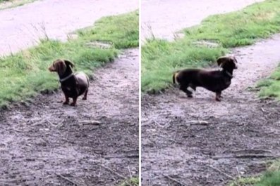 Owner Hides From 'Clingy Sausage Dog' as a TestâImmediately Regrets It