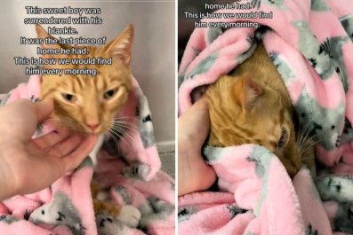 Cat Surrendered With Blanket Refuses To Let Go of 'Last Piece of Home'