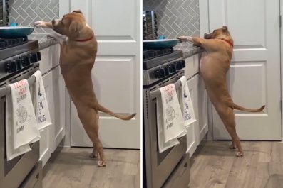 Dog Refuses to Take No More Peanut Butter for an Answer: 'I Can Reach, Mom'