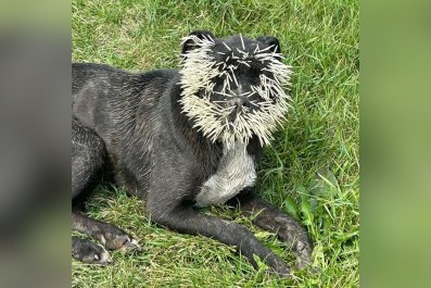 'Badly' Injured Dog Still Wagging His Tail When Rescuers Arrive To Help Him