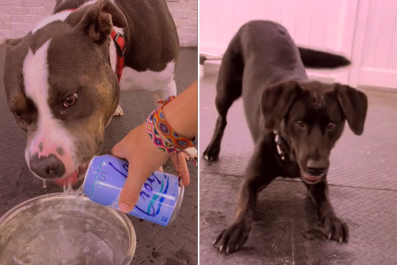 Dogs At Daycare Try Sparkling Water, Their Reactions Are Everything