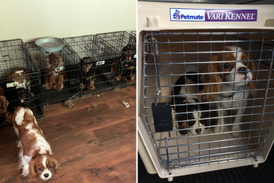 68 Dogs and Puppies Crammed Into Trailer So Sick Some Had to Be Euthanized