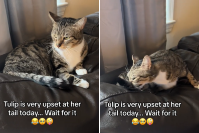 Cat Has Hilariously Irritated Reaction to Her Own Tail: 'Frustration'