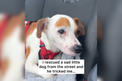 Woman Rescues 'Scared and Pitiful' Street DogâSoon Realizes She Was 'Tricked'