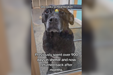 Tears As Dog Who Spent 900 Days in Shelter Returned Months After Adoption