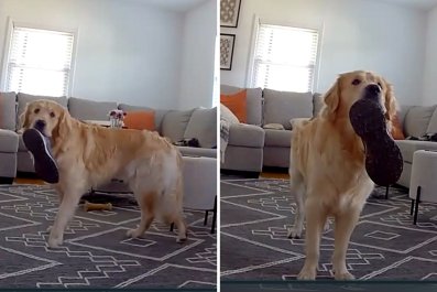 Pet Cam Captures Golden Retriever's Reaction When Favorite TV Show Comes On