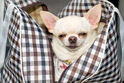 Chihuahua Shows Off How It Gets Into Owner's Handbag in Hilarious Clip