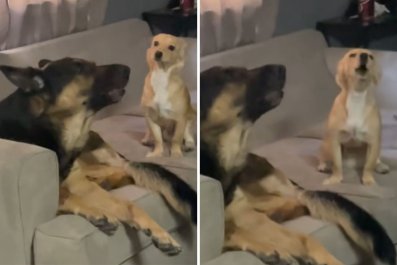 Watch German Shepherd Teach Puppy Brother To Howl: 'Fast Learner'