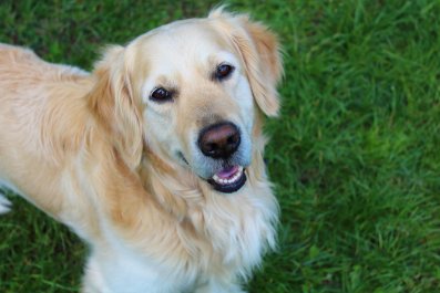 What Golden Retriever Finds in Her Yard Melts Hearts