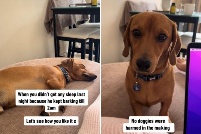 Owners Give Dog Taste of His Own Medicine After Keeping Them Up Till 2 A.M.