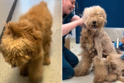 Stray Doodle Found With Hair So Matted Rescuers 'Not Able To Find His Skin'