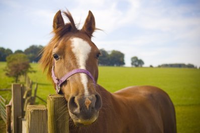 Hysterics as Owner Teaches Horse Her Name but It Doesn't Go to Plan