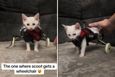 Watch Moment Kitten Takes His First Steps in Wheelchair: 'You Got This'