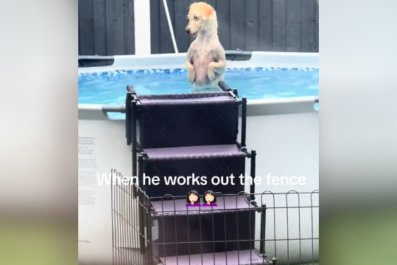 Dog 'Works Out' How To Get Past Fence and Into Pool in Hilarious Clip