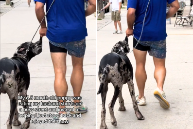 Owner Puts Great Dane's Ball in His PocketâDog's Reaction Is Priceless