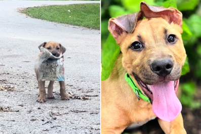 Stray Puppy Found Clutching Newspaper on Houston Street Finds Forever Home