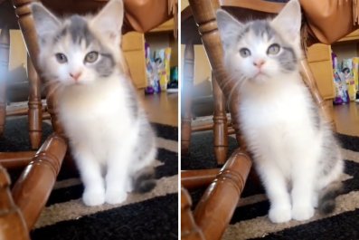 Woman gets 'runt of the litter' kittenânot prepared her what she turns into