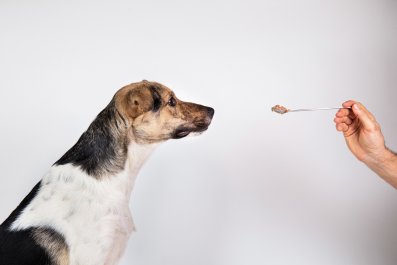 Hysterics as Dog With Injured Paw 'Milking' Sympathy Gets Spoon Fed Dinner