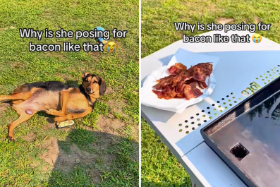 Woman Fires Up BBQâ'Can't Stop Laughing' at How Dog Decides To Beg for Food