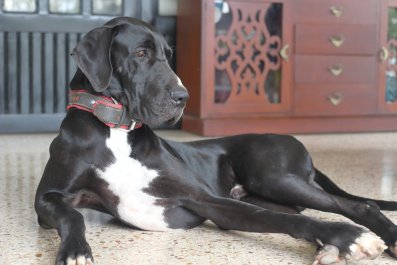 Tears as Rescue Great Dane Finally Leaves Room With Help of New Dog Friend