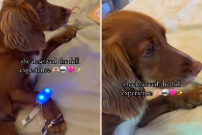 Swiftie Ensures Dog Doesn't Miss 'Eras Tour'â'Deserved the Full Experience'