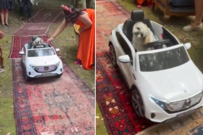 Dog Upstages Bride With Grand Entranceâ'People Are Still Talking About It'