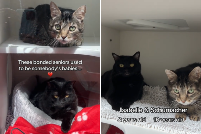 Bonded Senior Cats Looking for a New Home Used to Be "Someone's Babies"