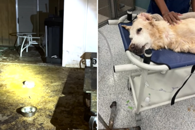 Anger As Elderly Dog Put Down Due to Owner's Neglect: 'End Her Suffering'